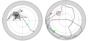 Probe trial path plots from HVS Image fully immersive VR Morris Water Maze in a Vanderbilt University study. Left: better navigation showing direct path to the learnt target. Right: poorer navigation with a wandering path including some thigmotaxis.